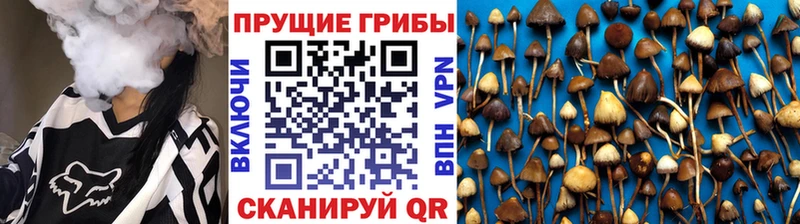 Галлюциногенные грибы Psilocybe Окуловка